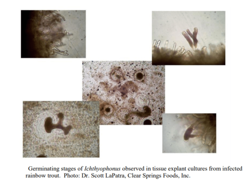 ichthyophonus germinating.png
