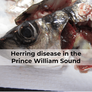 PWS Herring
